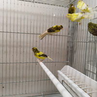 Canarini spagnoletti