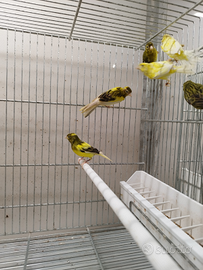 Canarini spagnoletti