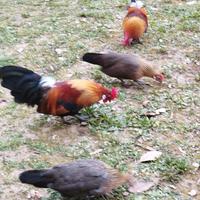 Olandesi ornamentali