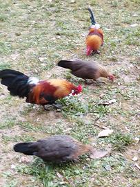 Olandesi ornamentali