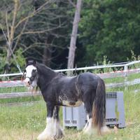 Puledro gypsy vanner