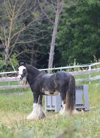 Puledro gypsy vanner