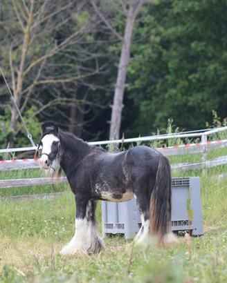 Puledro gypsy vanner