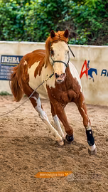 Castrone Paint Horse