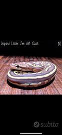 Ball Python, Pitone Reale, Rettili, Serpente