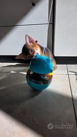 Abissini I gattini