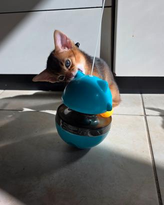 Abissini I gattini