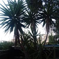 yucca