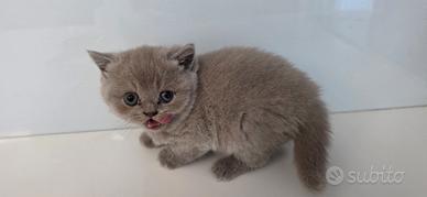Cucciola british
