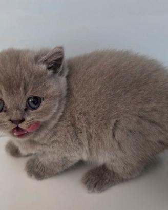 Cucciola british