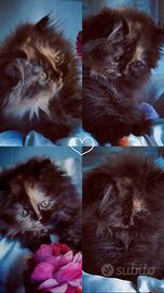 Cuccioli di Gatto Persiano