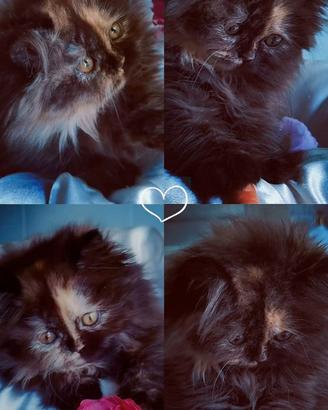 Cuccioli di Gatto Persiano