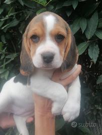 Beagle