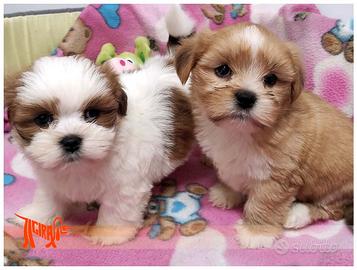 Cuccioli di LHASA APSO