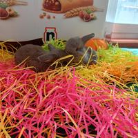 Conigli ariete nano minilop