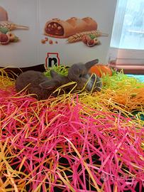 Conigli ariete nano minilop