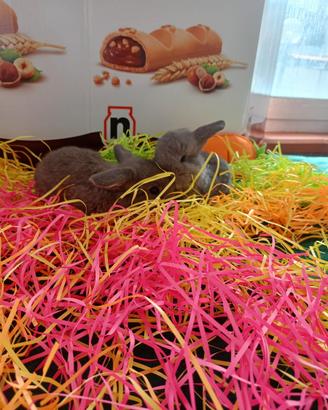 Conigli ariete nano minilop