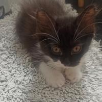 Gattina cucciola Scottish straight