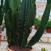 Euphorbia ingens gigante (cactus candelabro) 