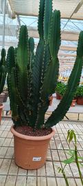 Euphorbia ingens gigante (cactus candelabro) 
