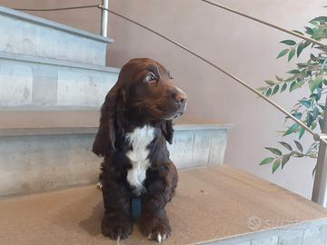 Cuccioli cocker spaniel