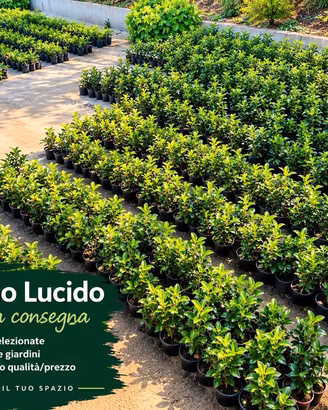 siepe viburno lucido