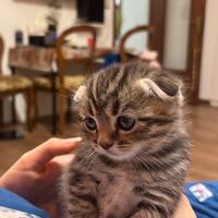 Gattini