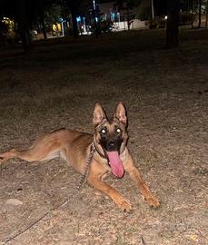 Pastore belga malinois