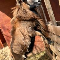 Montone nano del Camerun