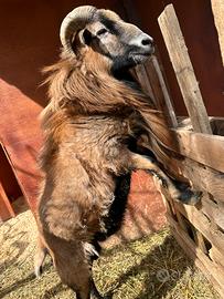 Montone nano del Camerun