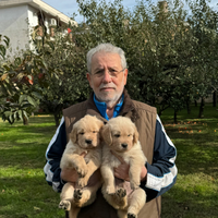 Cuccioli GOLDEN RETRIEVER ANGLOAMERICANI