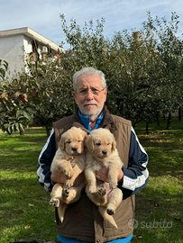 Cuccioli GOLDEN RETRIEVER ANGLOAMERICANI