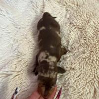 Bassotto tedesco nano kaninchen a pelo corto Enci