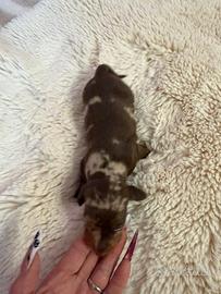 Bassotto tedesco nano kaninchen a pelo corto Enci