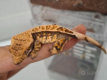 Geco ciliatus