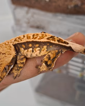 Geco ciliatus
