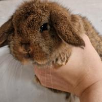 Conigli Minilop x ariete