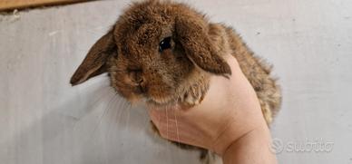 Conigli Minilop x ariete