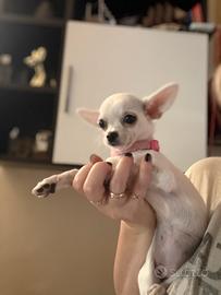 Chihuahua femmina
