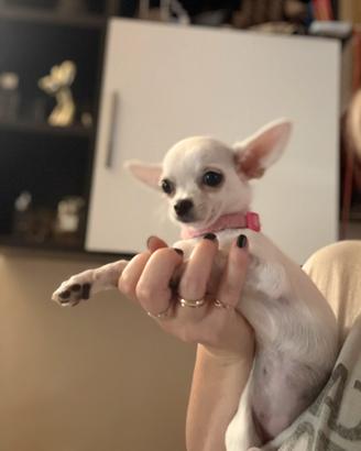 Chihuahua femmina