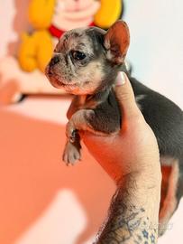 Bulldog francese maschio