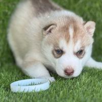 Husky