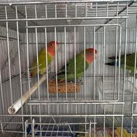 Disponibile inseparabili a gela