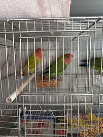 Disponibile inseparabili a gela