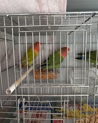 Disponibile inseparabili a gela