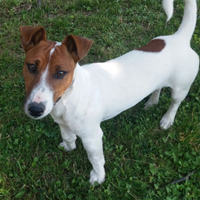 Maschio jack russell bianco e marrone