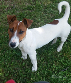 Maschio jack russell bianco e marrone