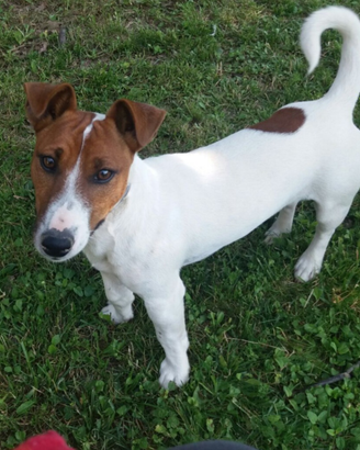 Maschio jack russell bianco e marrone