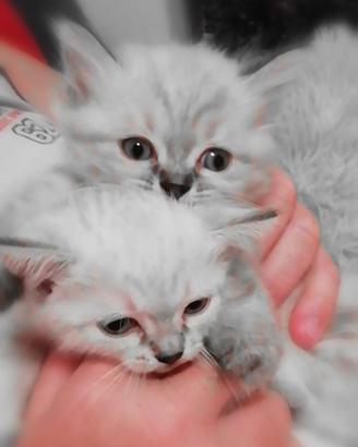 CUCCIOLI DI SACRO BIRMANO OCCHI AZZURRI 