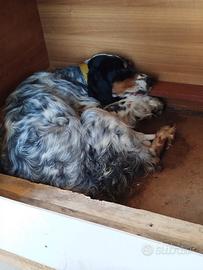 Cuccioli Setter inglese